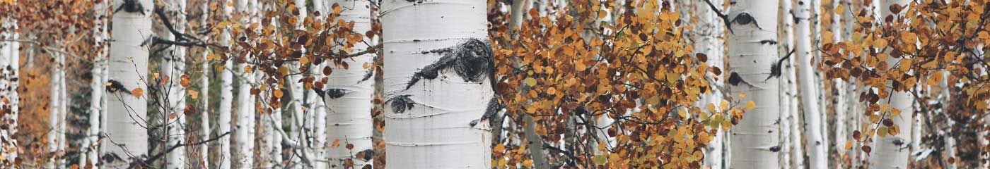 close up of tree branches, leaves, and bark