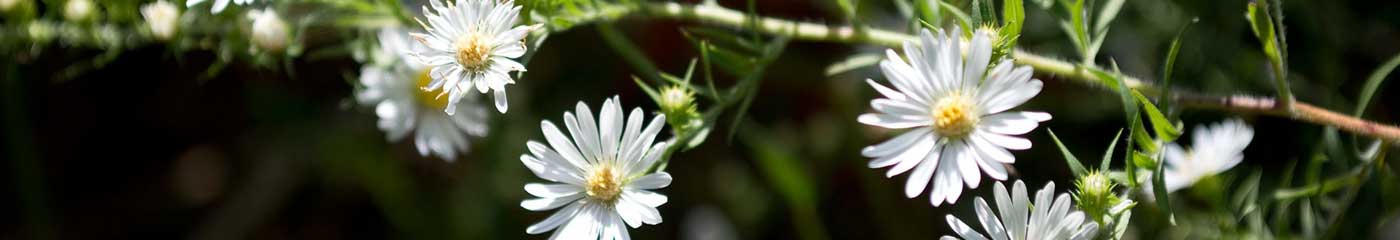 white daisies