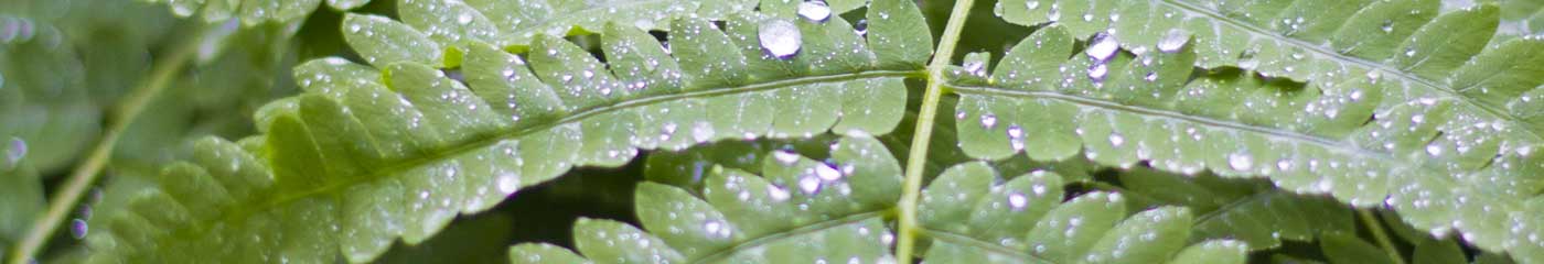 close up fern leaves