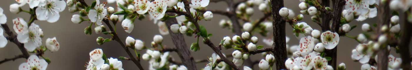 close up of tree flowers